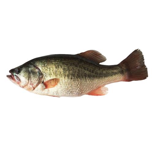 鲈鱼淡水淡水鱼生态500g水产品新鲜河鲜活活鱼现杀淡水鱼类