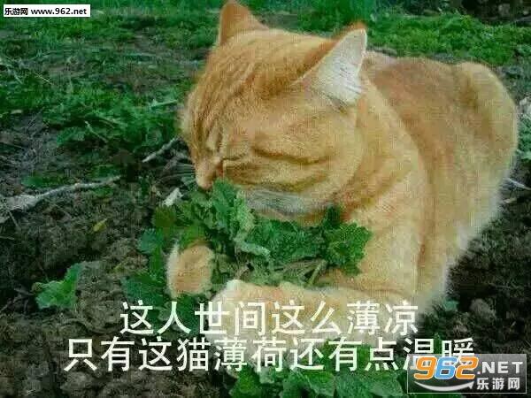 这次我不会受伤了因为我的心已经麻木了表情包图片-新的一天新的难过