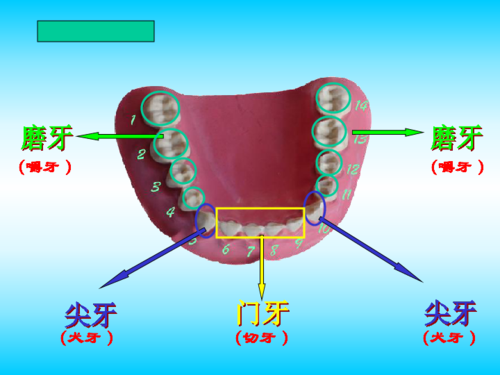 认识牙齿上学期