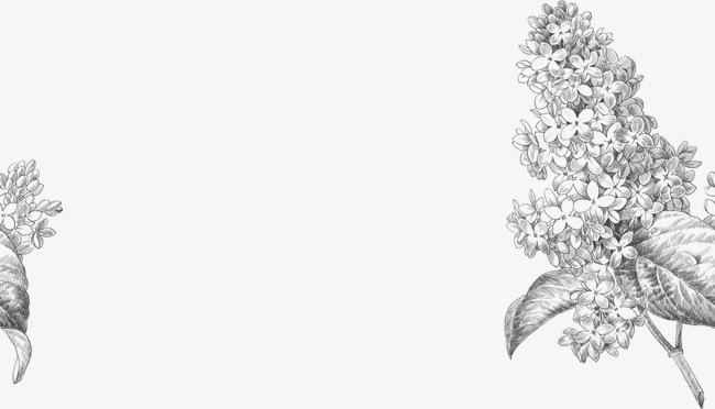 薰衣草简笔画图片大全