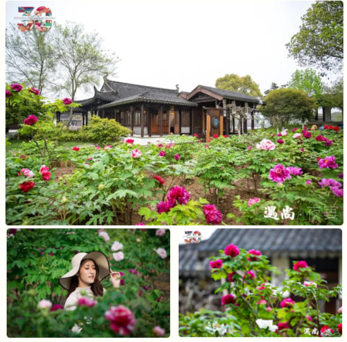 2021第30届江苏(常熟)尚湖牡丹花会开幕啦!