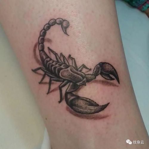 分享:tattoo|五毒之首 蝎子纹身素材