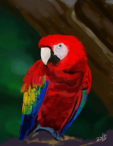 原创作品:鹦鹉