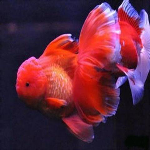 观赏百褶金f1鱼大小金鱼泰狮好养活体冷水宠物 百褶黑泰狮15-116厘米