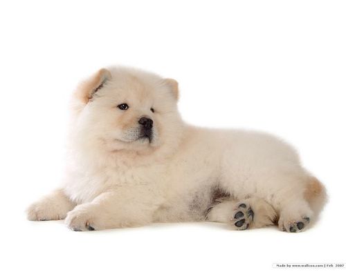 松狮犬,pet dog chow chow  pictures, chow chow  puppy  可县载