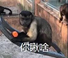 动物园这只"人脸猴"自带表情包