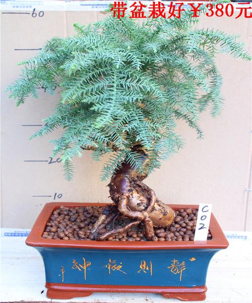 名贵澳洲杉盆景树桩室内客厅四季常青造型南洋不老松带盆栽好植物