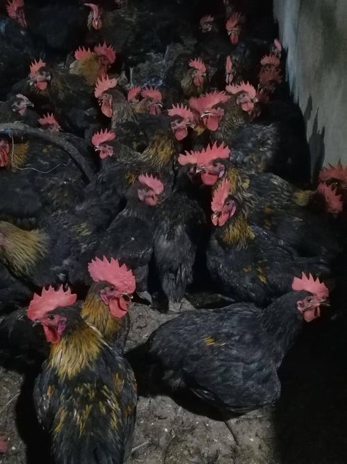 [肉鸡批发] 天路黑鸡价格6元/斤 - 惠农网