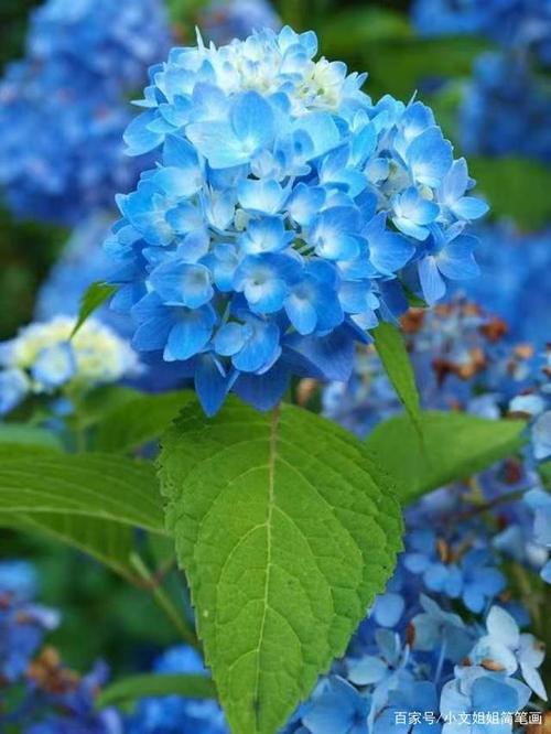 蓝色绣球花花语