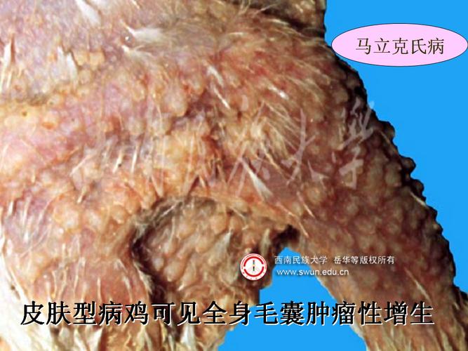 马立克氏病 - 鸡病图片资料区 - 鸡病专业网论坛