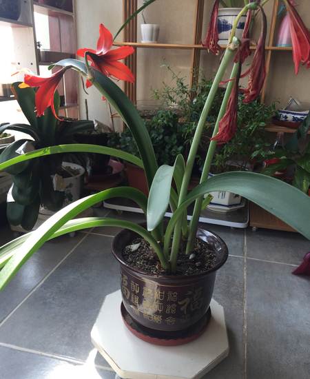 自家养的对头莲绿植花植物