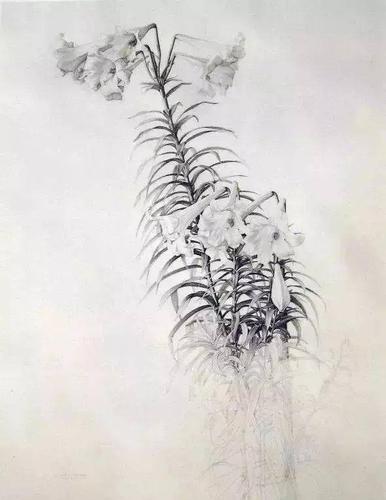极致细腻的素描,西班牙画家克劳迪奥·布雷沃