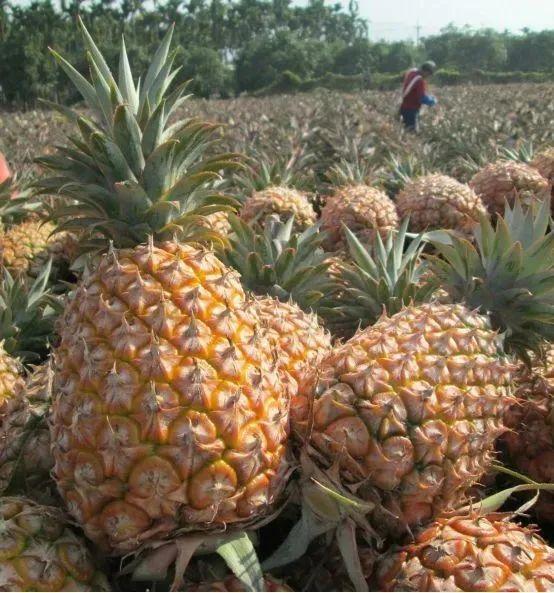 凤梨- 热门商品专区