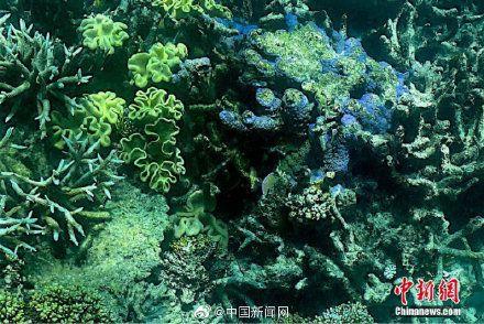 澳大利亚大堡礁再次大规模白化|珊瑚礁|世界遗产_网易