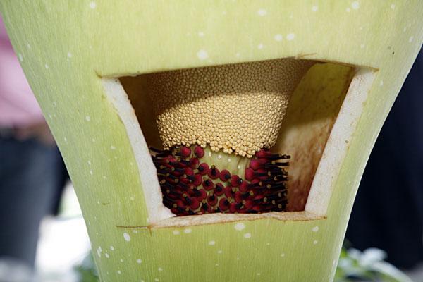 "腐尸花":植物中的小巨人