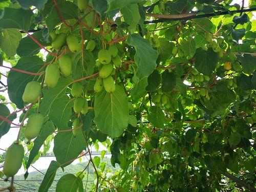 丹东虎山镇软枣猕猴桃:"迷你"猕猴桃