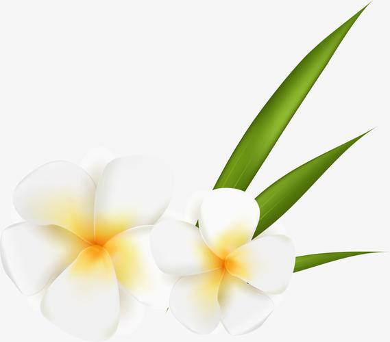 白色花朵,栀子花,绿色叶子,大自然,白色光晕,花朵装饰