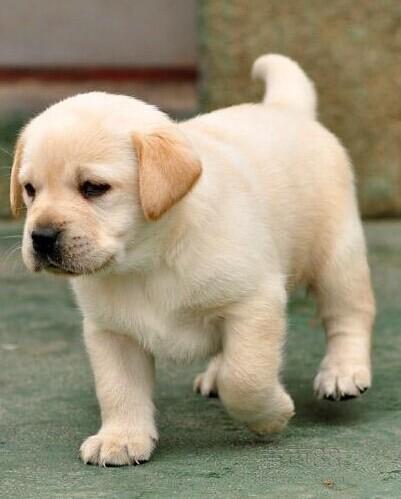 出售纯种拉布拉多幼犬签健康协议支持刷卡可上门