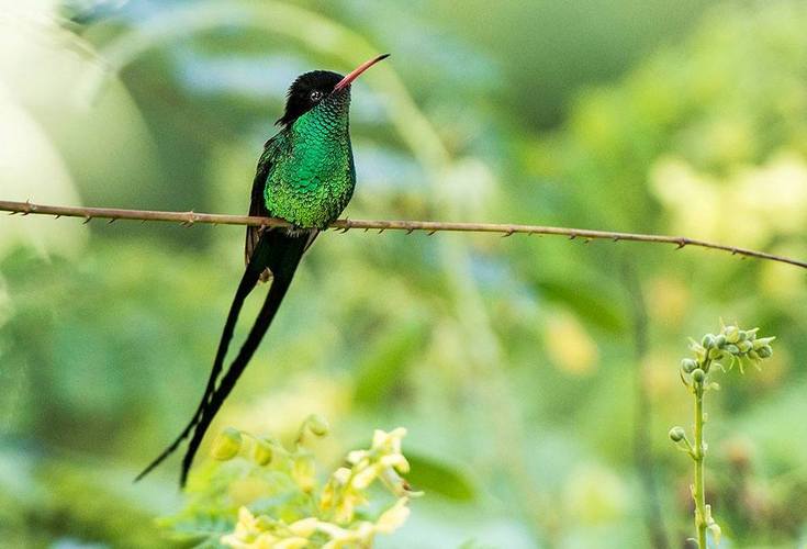牙买加国鸟被吴青峰写进歌里了