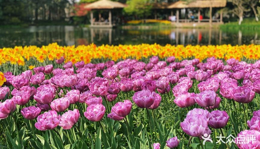 春天赏花五星推荐 来太子湾赏花是每年春天的标配