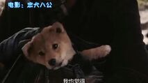真是故事拍成电影,八公犬和主人有着特别的缘分,小时候太可爱了