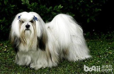 拉萨犬价格多少拉萨犬性格好吗