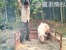 拿木棍敲猪gif,一棍子懵逼