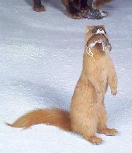 "我和黄鼠狼的偶遇之缘,它究竟是灵鼠,还是仙?