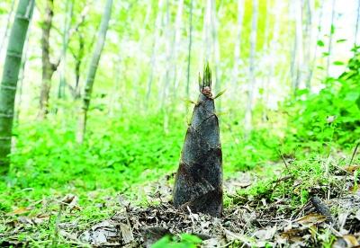 南京:公园春笋惨遭"毒手" 禁止挖笋如何管?