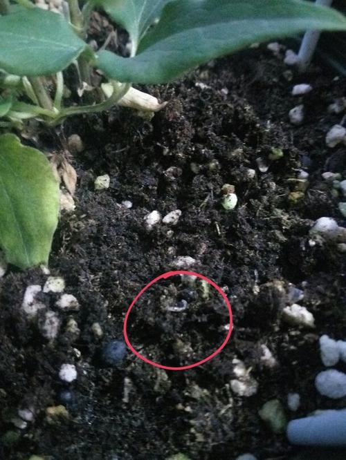 土里有很多白色透明的小虫子,没有脚,像小蚯蚓一样但是肯定不是蚯蚓