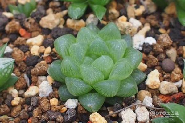 ③,容易出侧芽,可长成多头群生植株姬玉露其窗面通透程度较冰灯玉露更