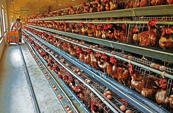 蛋鸡养殖基地变身美丽生态牧场