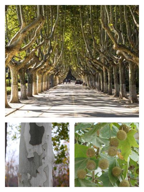 泡桐,梧桐与法国梧桐(落叶乔木)的区别——咏豫北平原