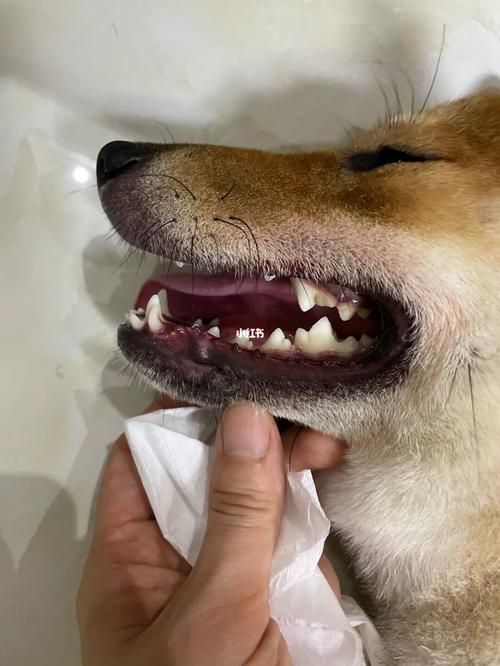 狗狗嘴巴痒_狗狗_皮肤病_皮肤瘙痒_狗狗皮肤病_宠物_狗_养狗经验