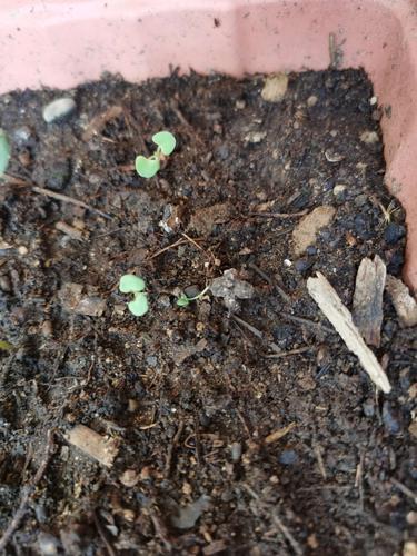 这是辣椒苗吗?可能是我撒的小绿豆发芽了吧!