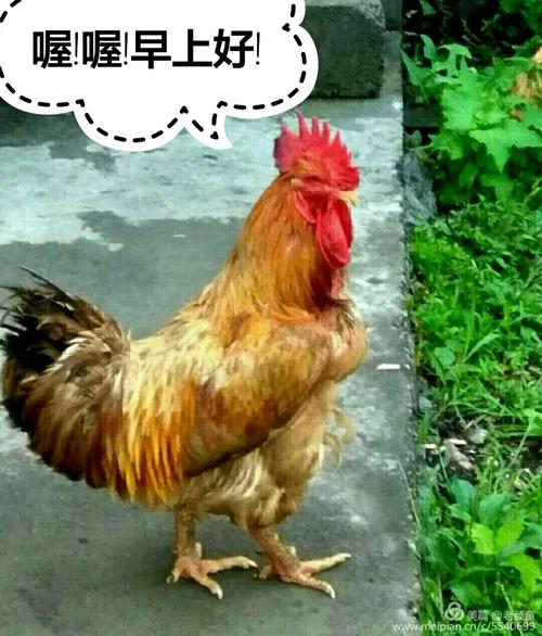 早上好