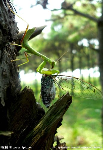 螳螂捕蝉图片