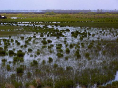 黑龙江,乌苏里江汇流冲积而成,三江湿地属低冲积平原沼泽湿地,依地形