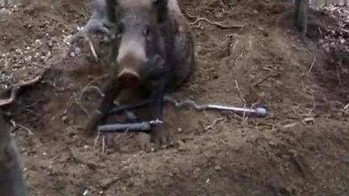 农场主用陷阱抓野猪,只听见"哐当"一声,接下来场面太壮观了