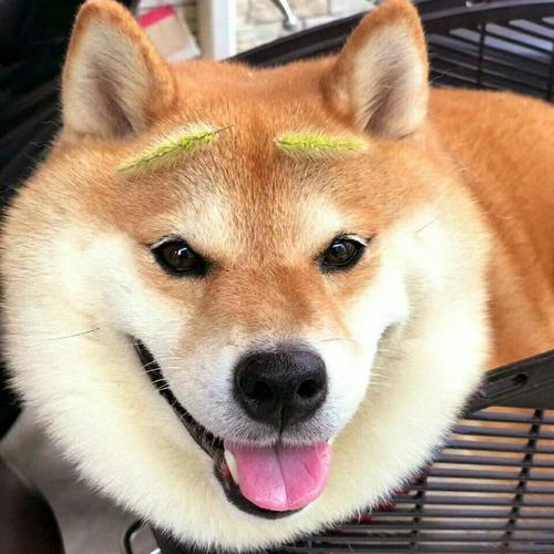 求好看的狗子头像