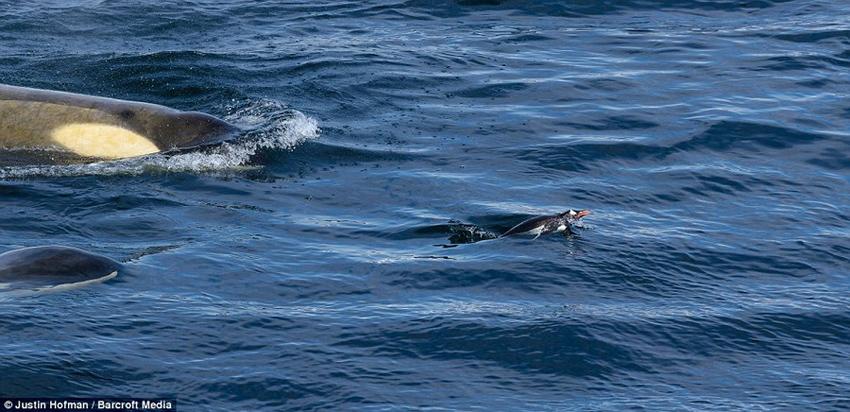 高清组图:凶猛虎鲸猎杀溺死企鹅惊险瞬间
