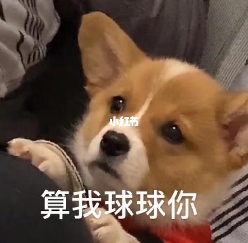 日常必备沙雕可爱动物狗狗表情包_表情包_沙雕_狗狗_素材_表情包