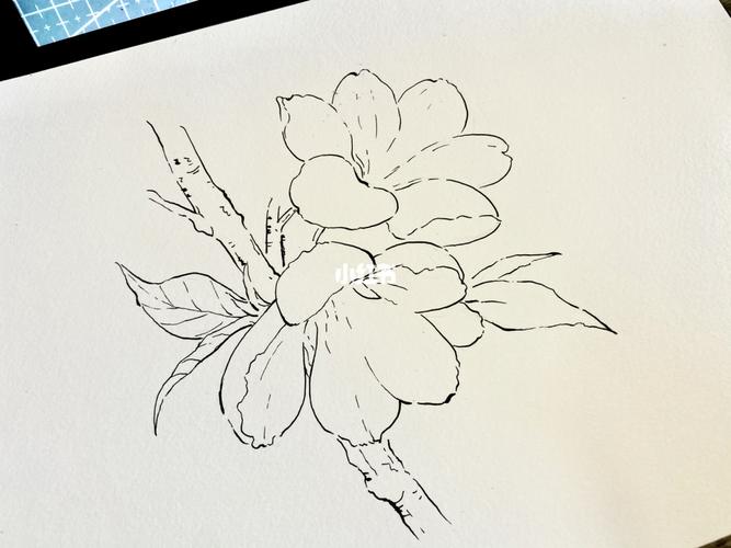 粉粉嫩嫩的樱花94水彩画_樱花_水彩画_钢笔淡彩_上色_线稿_文化