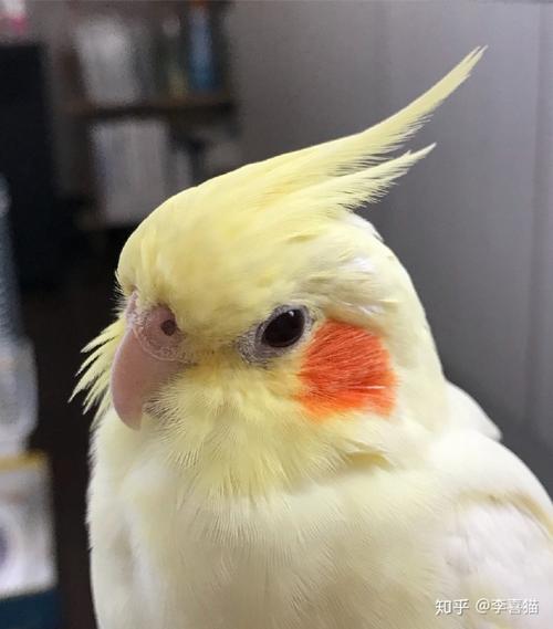 作为宠物鸟中的颜值巅峰,玄凤鹦鹉最有特色的就是这对