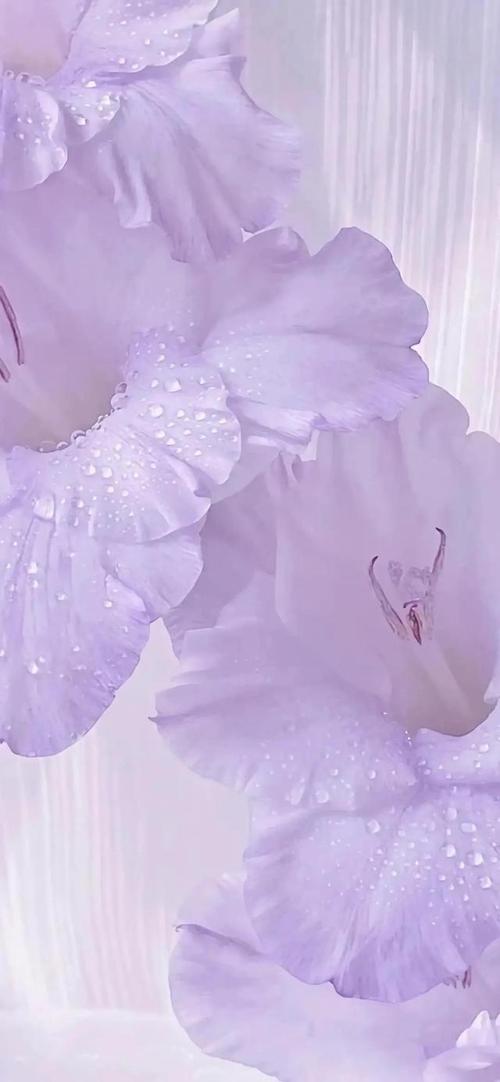 ins壁纸紫色系专场