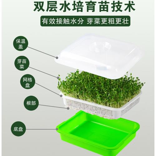 花生草纸纸上种植麦芽水培发芽育苗豆芽阳台花盆