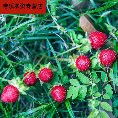 蛇莓种子红色野草莓四季易种阳台园艺花种子观果花籽花海 蛇莓(1000粒