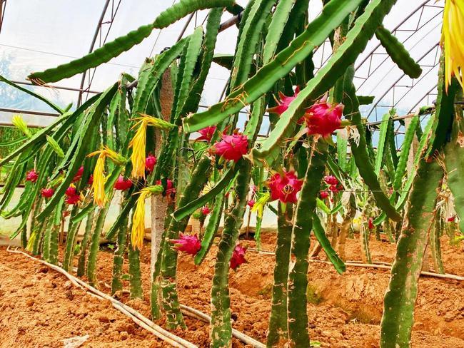 丹凤万湾社区:火龙果拓宽群众致富路|种植|草莓|采摘