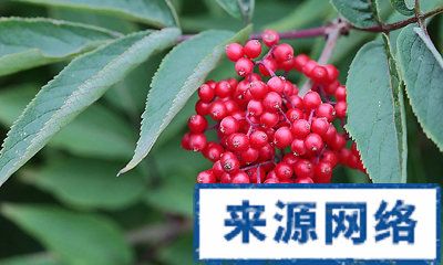 澳门钻石娱乐网:活血化瘀类抗癌中药肿节风