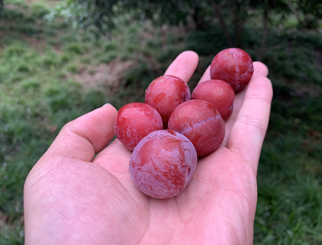 紫叶李的果实能不能食用?